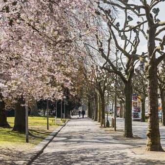 Blühende Bäume an der Wilhelmstraße