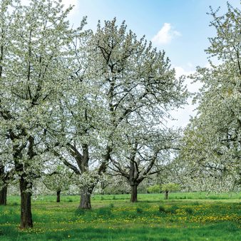 Frauenstein Kirschblüte